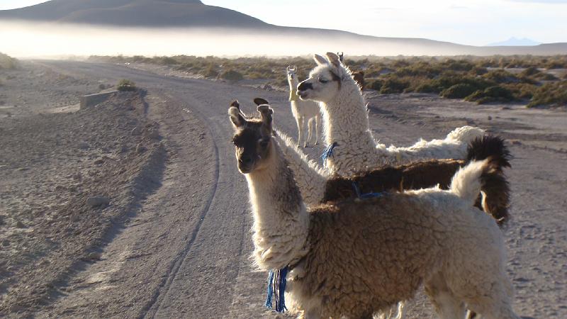 Coipasa Salt Flats S's (10).JPG